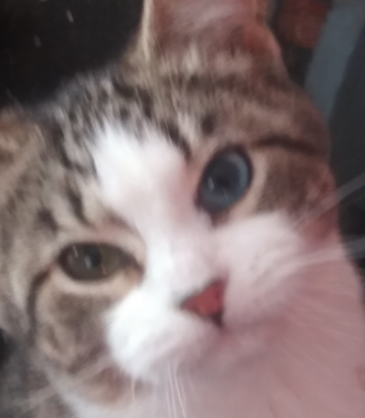 Bluey, my cat. (Gimped)