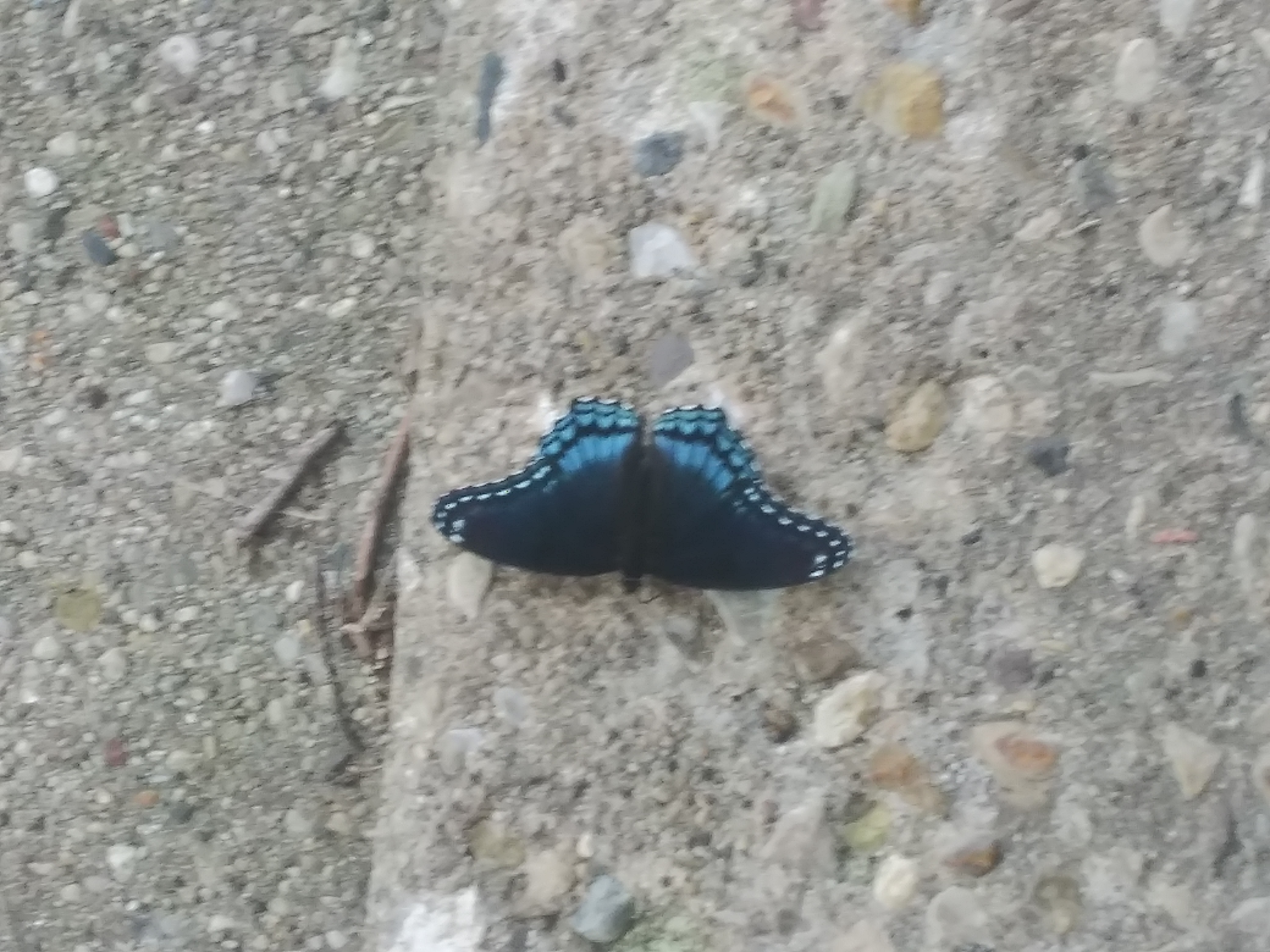 Blurry Butterfly