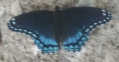 Blurry Butterfly (Gimped)